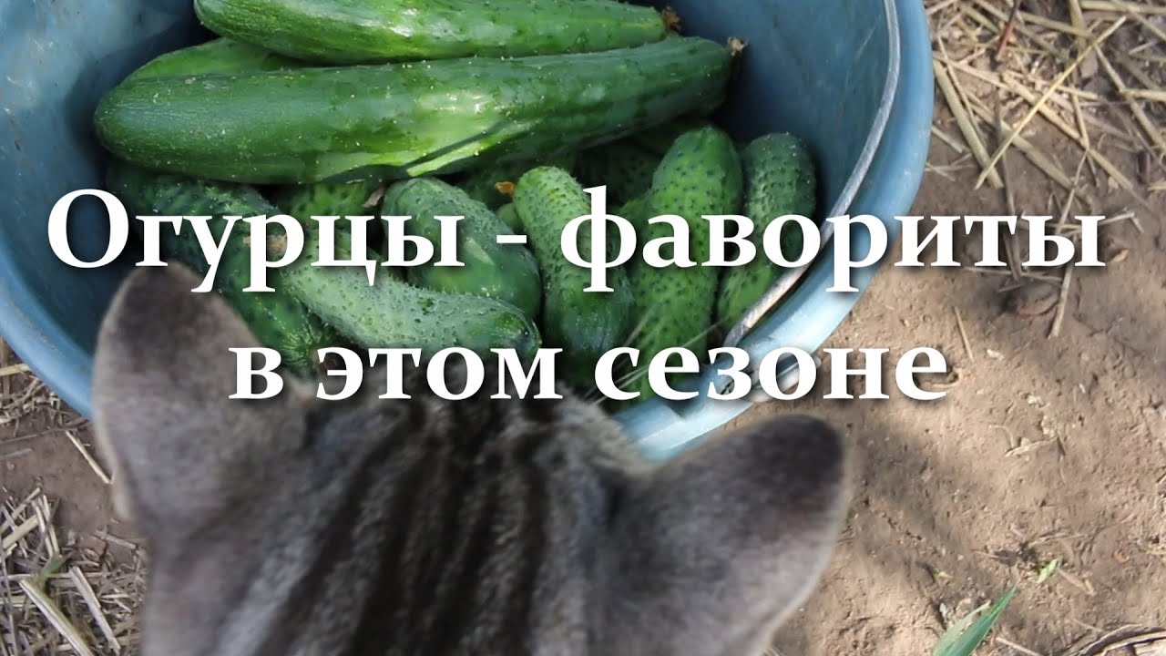 Какие сорта и гибриды огурцов я  буду выращивать в этом сезоне