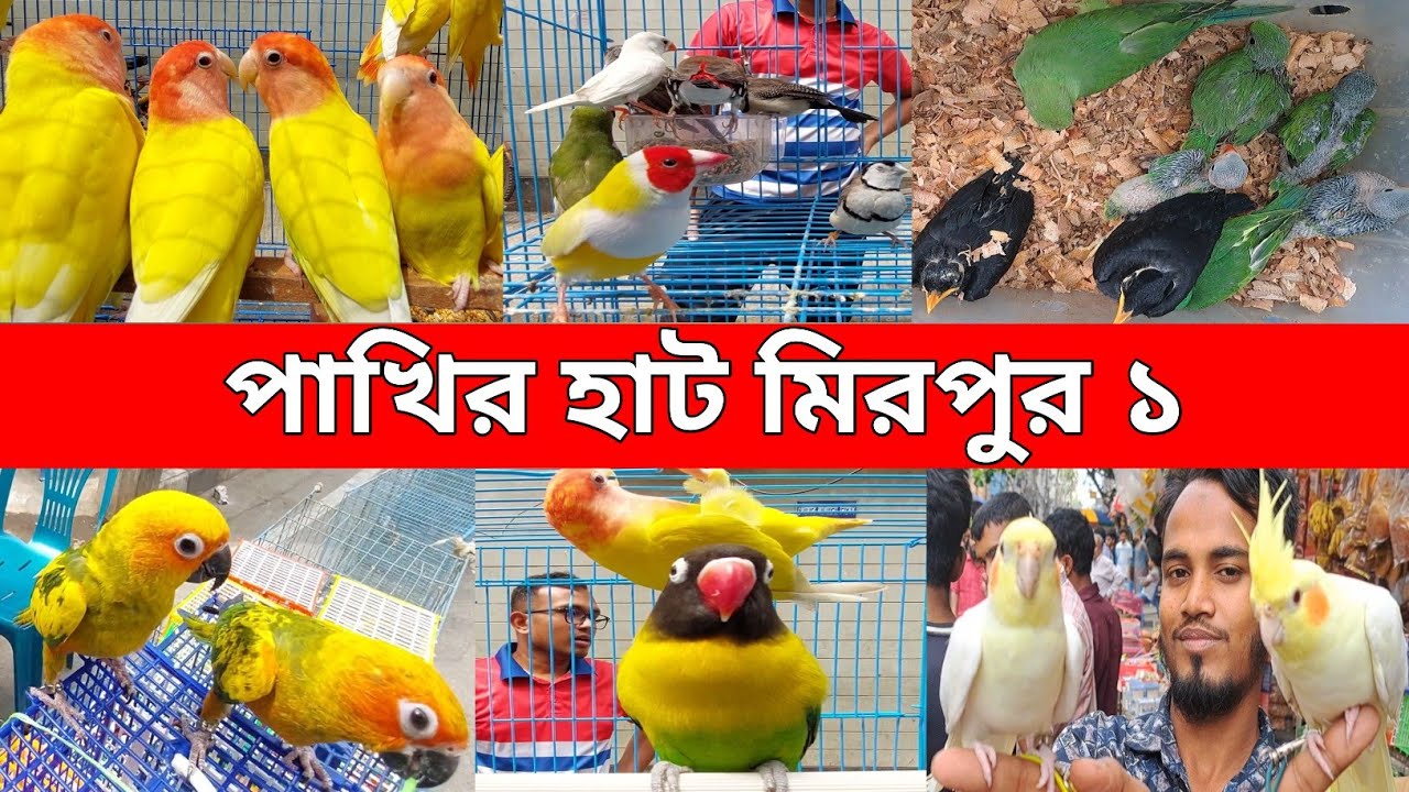মিরপুর ১ পাখির হাট | পাখি | পাখির হাট | পাখির বাজার | টিয়া পাখি | Birds | Parrots | প্যারট | বার্ডস