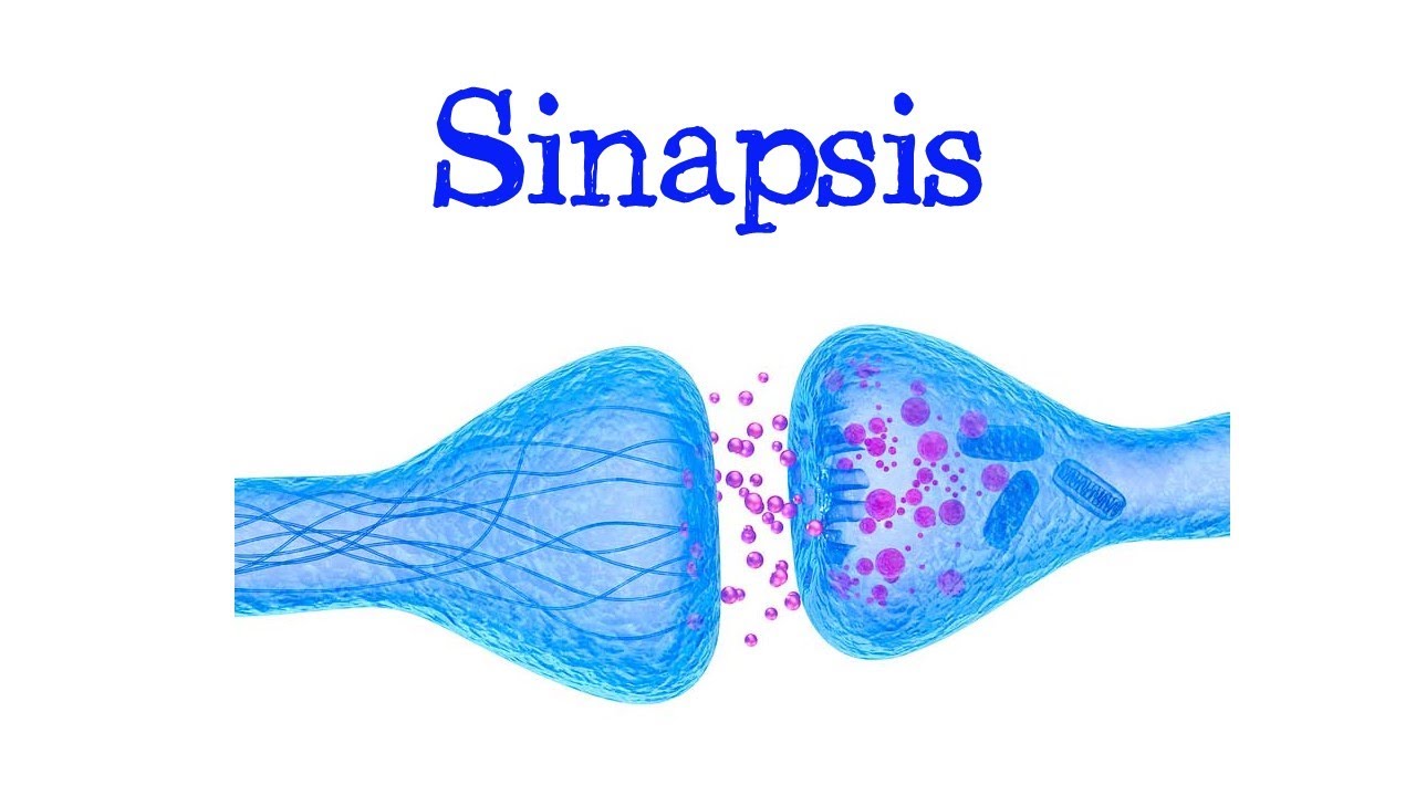 🧠 &iquest;Qu&eacute; es Sinapsis? 🧠 Tipos: Qu&iacute;mica y El&eacute;ctrica ⚡️ [F&aacute;cil y R&aacute;pido] | BIOLOG&Iacute;A |