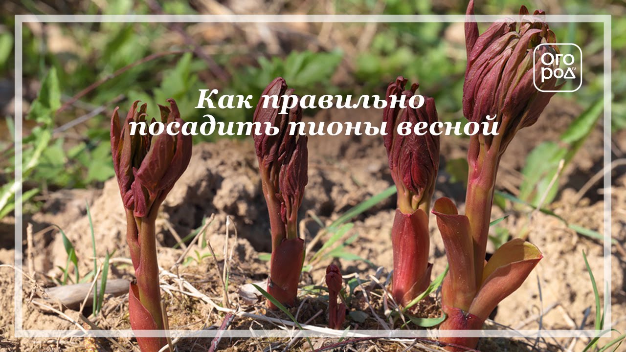 Как правильно посадить пионы весной