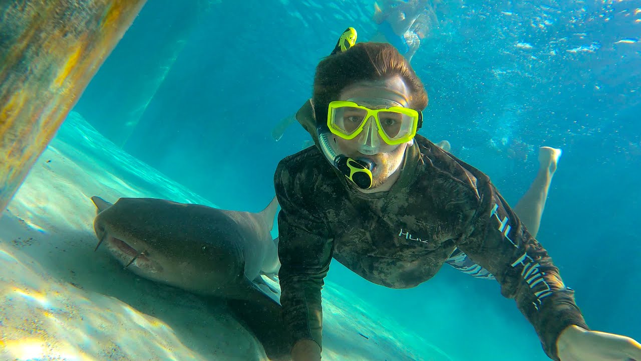 Swimming with Sharks in The Bahamas!