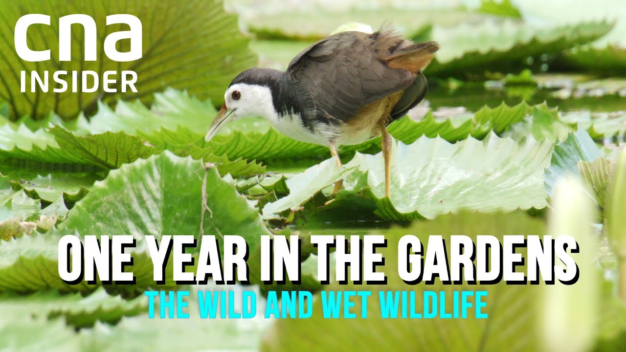 Wet & Wild In The Singapore Botanic Gardens | One Year In The Gardens (Part 2/2)