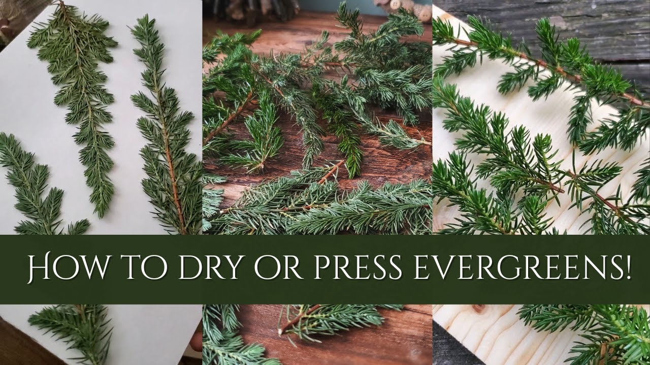 3 Ways to Preserve Evergreens for Crafting!
