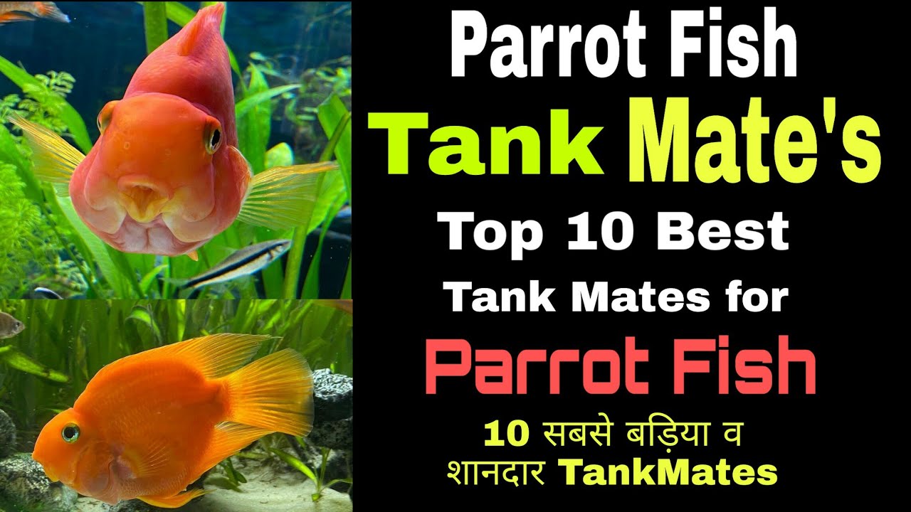 Top 10 Parrot Fish Tank Mates For Beginners || best tankmates #aquariumfishes #top10 #trending