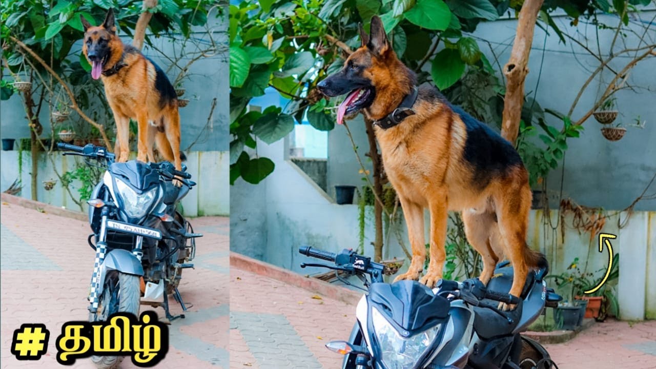 என்னடா bike-ல ஏத்துற? 😨 Jacky riding the bike? JACKY THE GERMAN SHEPHERD
