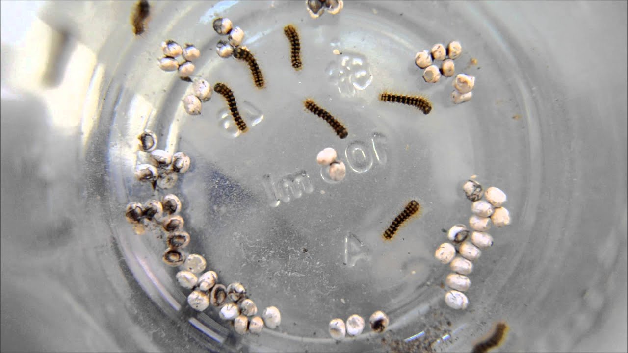 שבתאי השקד, בקיעה - Giant Peacock Moth (Saturnia pyri), hatching