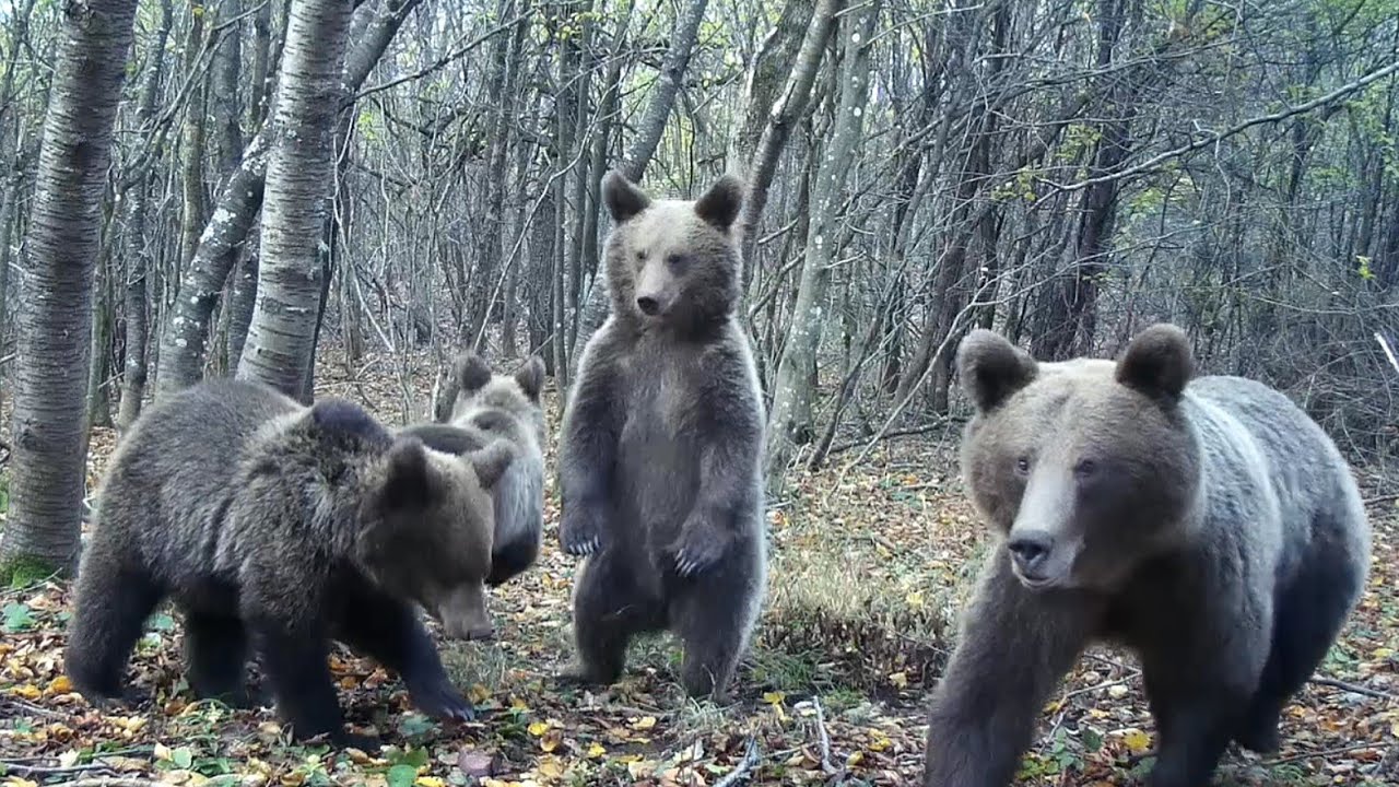 The most powerfull predator in the world documentary/eng sub/ The way of the bear
