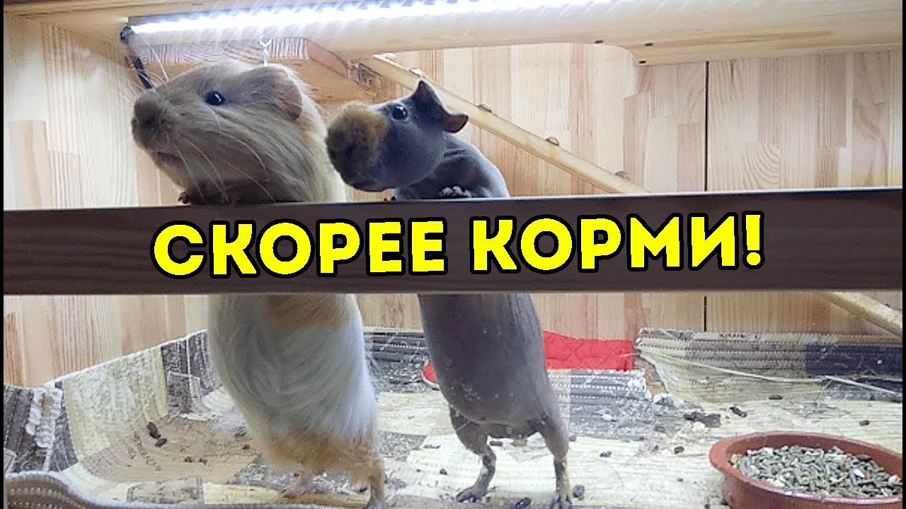 ПОПРОШАЙКИ! МОИ ПИТОМЦЫ! ВЕЧЕРНИЙ ВЛОГ ДОМАШНИХ ЖИВОТНЫХ / SvinkiShow