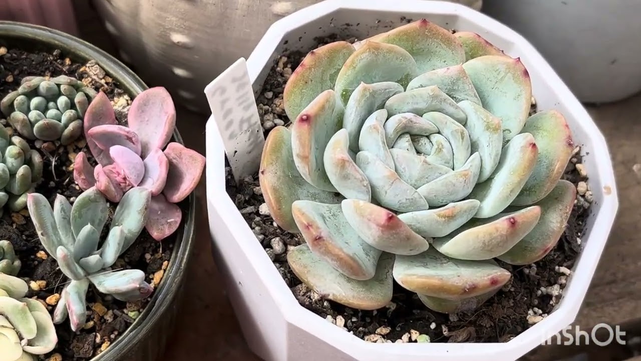 Novedades en mi jardín he vuelto 🥰🌸❤️🇨🇱PRIMERA PARTE 