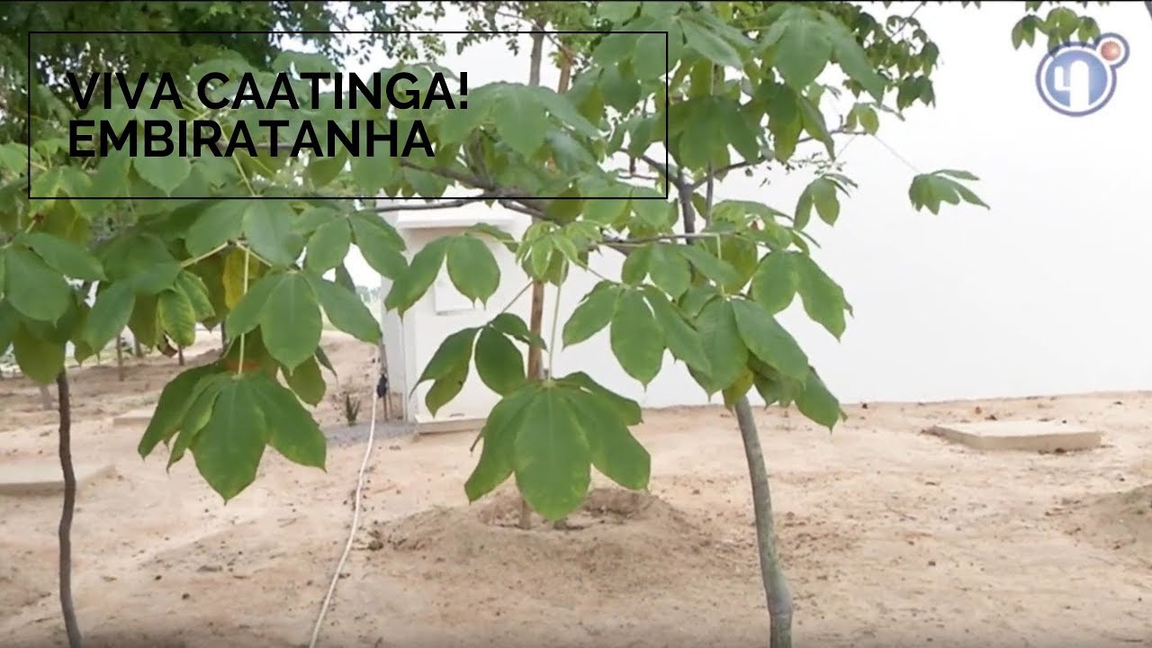 Viva Caatinga! Embiratanha