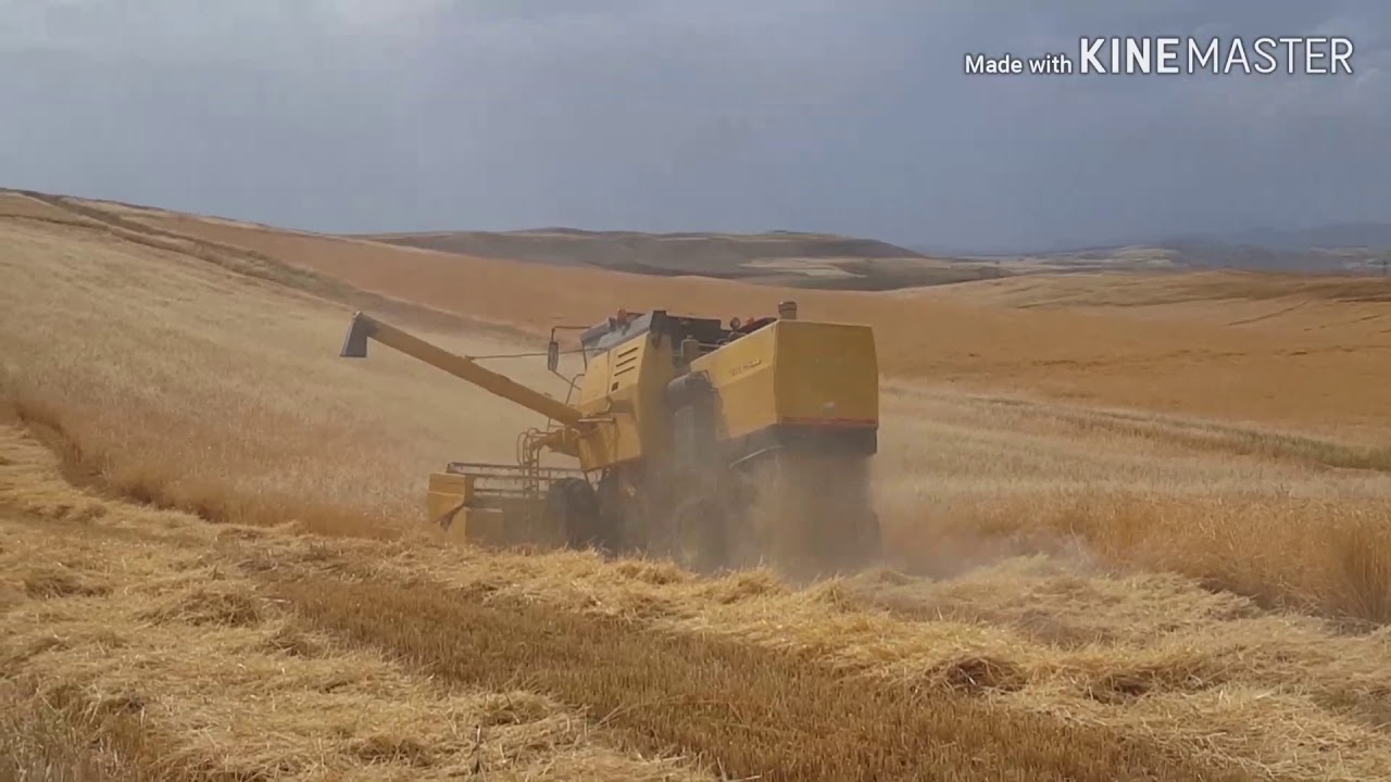Arguvan isa köyü Arpa hasadı 2019