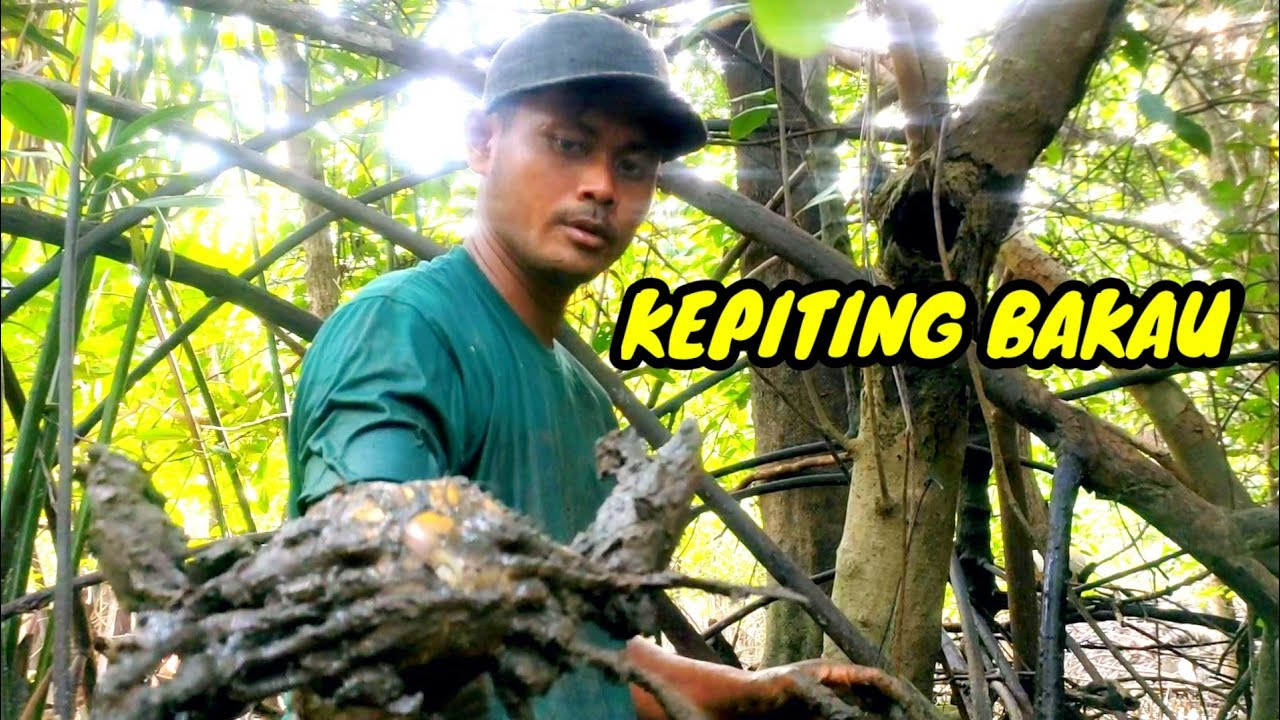 REZEKI BERBURU KEPITING DI LUBANG POHON BAKAU