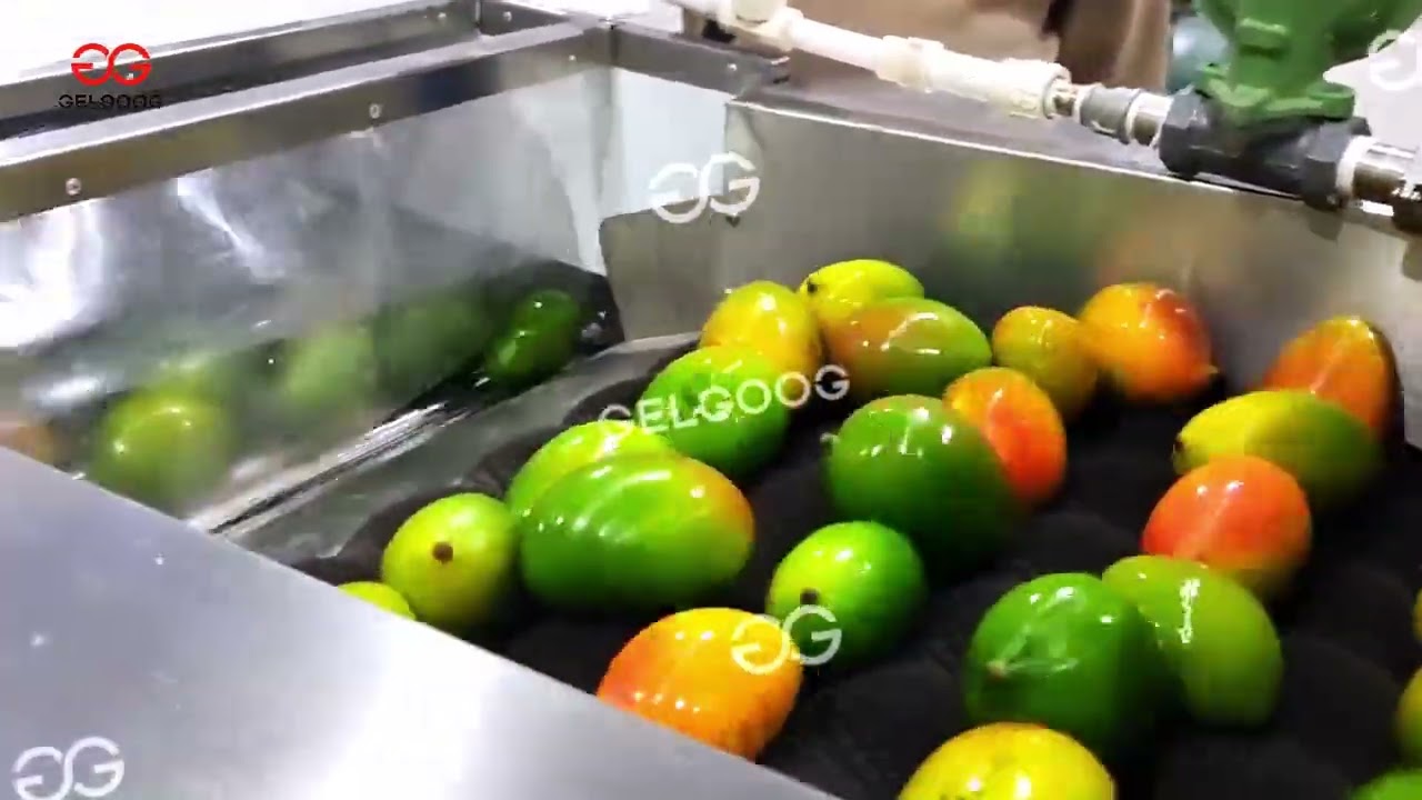 How to Properly Wash mango? - Mango Washing and Waxing Line