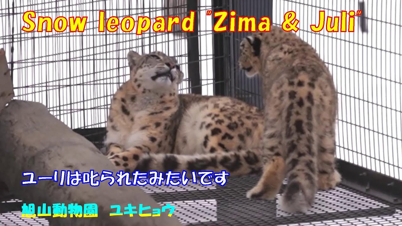 ユーリは叱られたみたいです（旭山動物園　ユキヒョウのジーマとユーリ）~ Snow leopard 