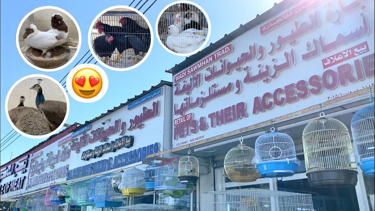 سفرة الى عاصمة سلطنة عمان✈️♥️ | وجولة في سوق السيب للحيوانات والطيور 🕊️🐾