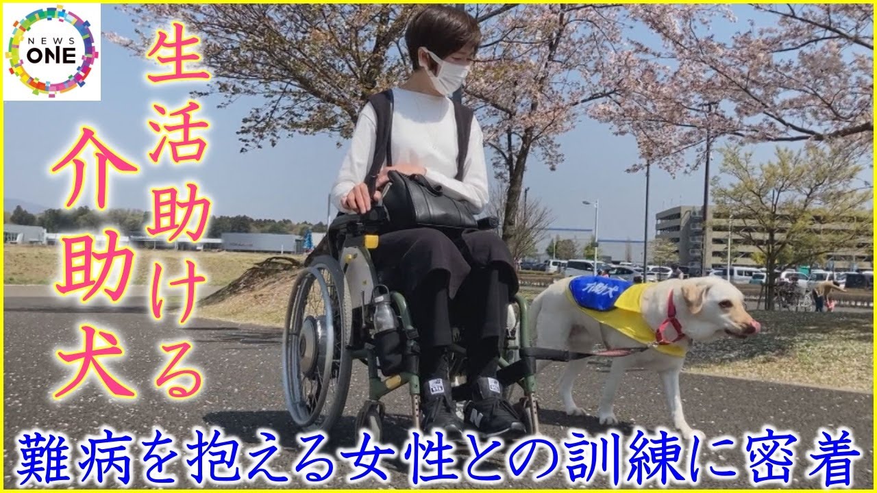 体が不自由な人の生活助ける“介助犬” 難病を抱える女性との訓練に密着「介助犬が当たり前の世の中に」