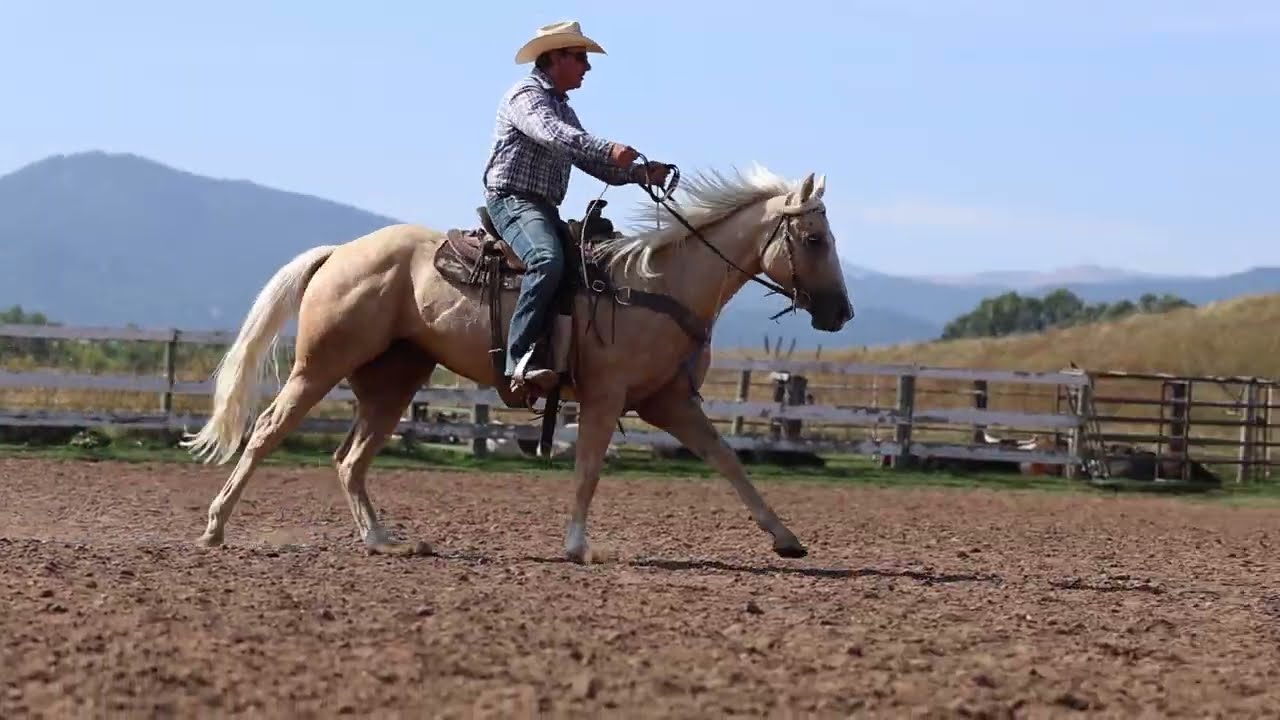 SHEZA SASSY COWGIRL | 2023 Palomino Mare | Mr Sassy Frenchman x Cowgrirls Cartel (Cowboys Cartel)