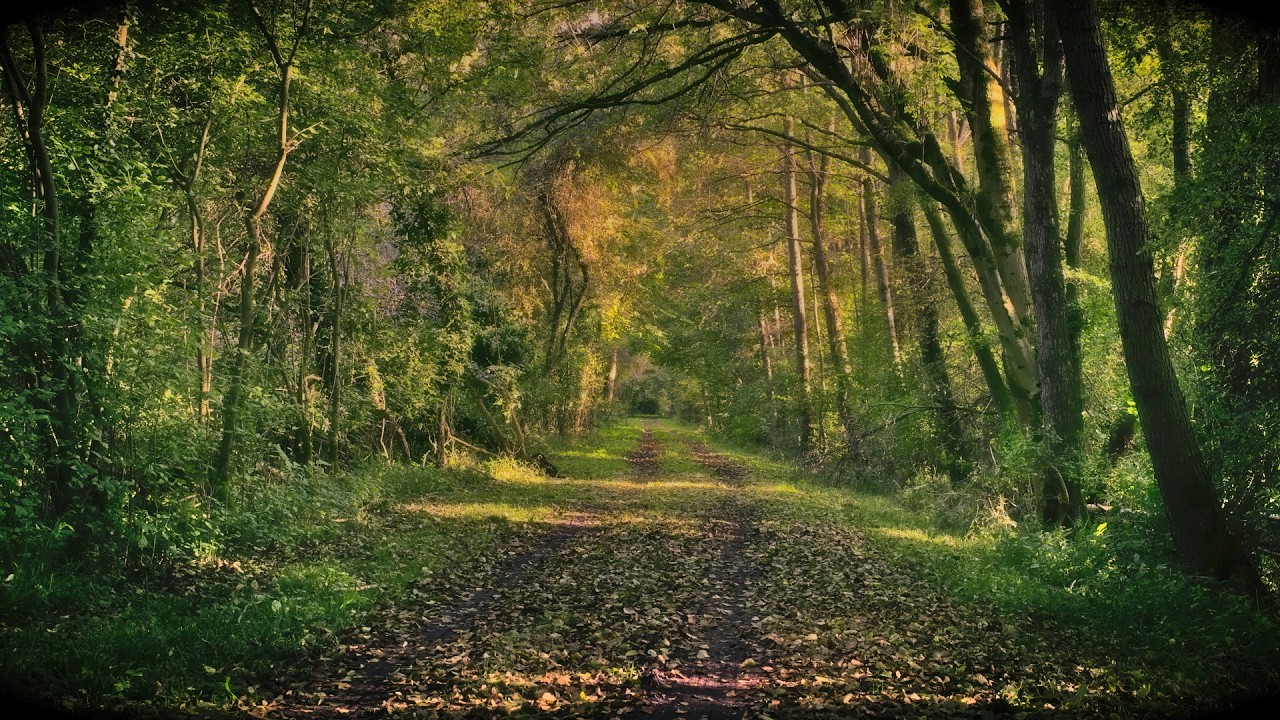 🌳 4K - Relaxing Nature Sounds For Stress Relief, Forest Sounds, Bird Song, No AI