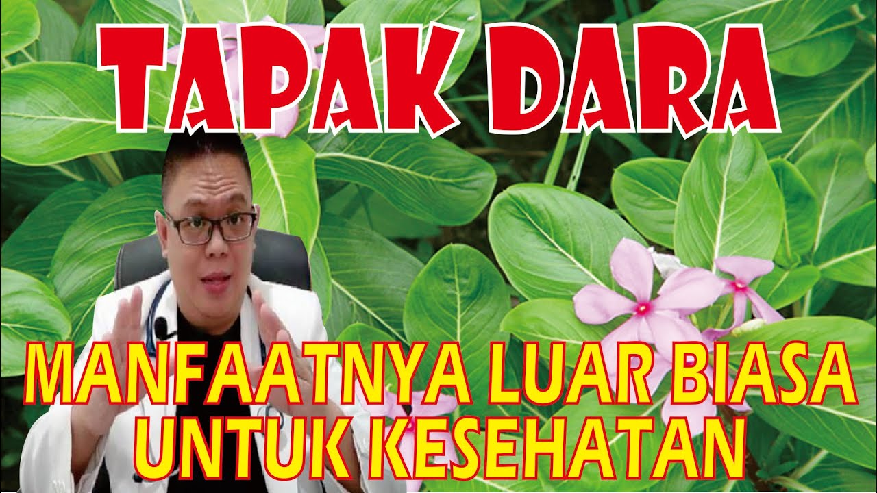 TAPAK DARA.................. MEMILIKI MANFAAT YANG LUAR BIASA UNTUK KESEHATAN