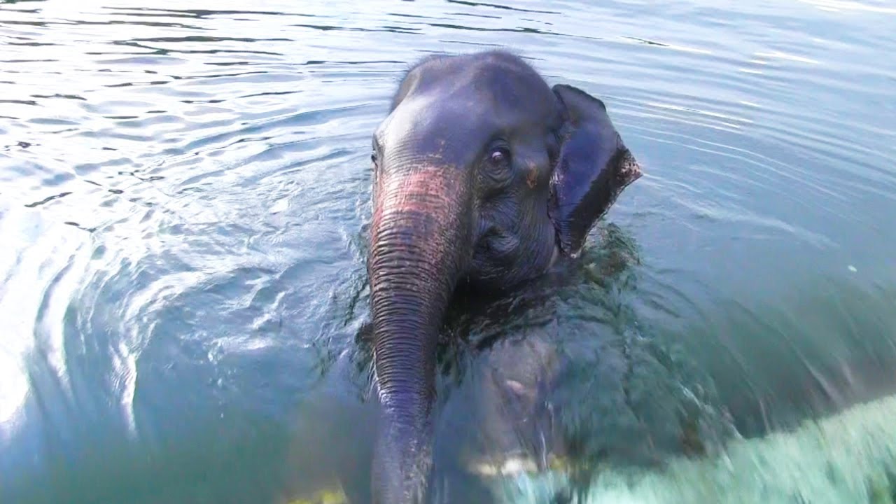 Elephant drowning and drifting in river 😢😢  #elephant
