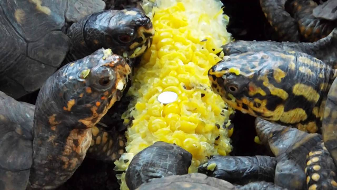 Feeding time for Eastern Box Turtles
