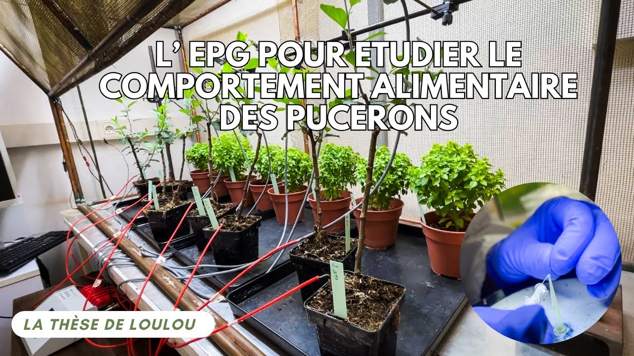 L'életropénétrographie (EPG) pour étudier le comportement alimentaire des pucerons