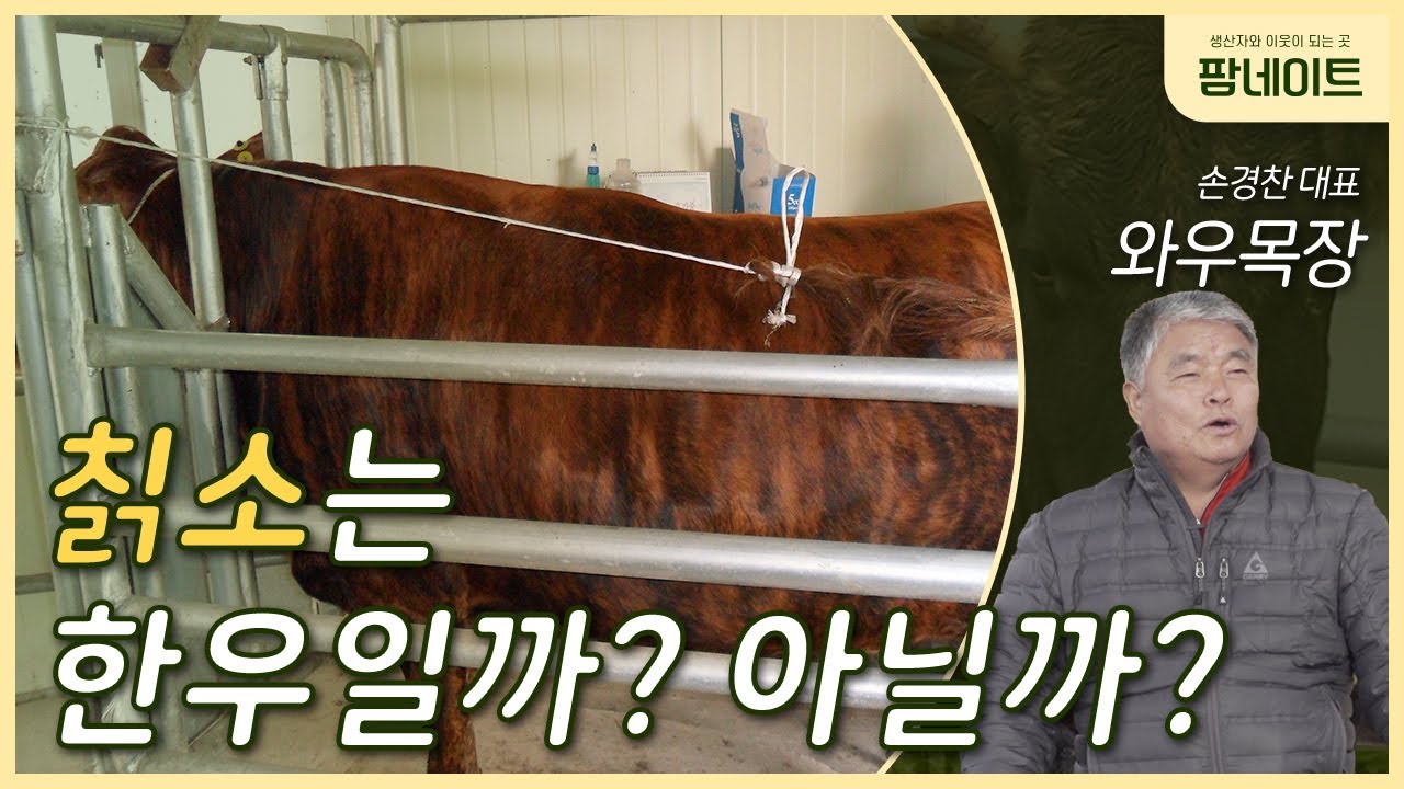 한국의 소, 칡소를 아십니까? 칡소의 보존에 대하여 / 와우목장 대표 손경찬