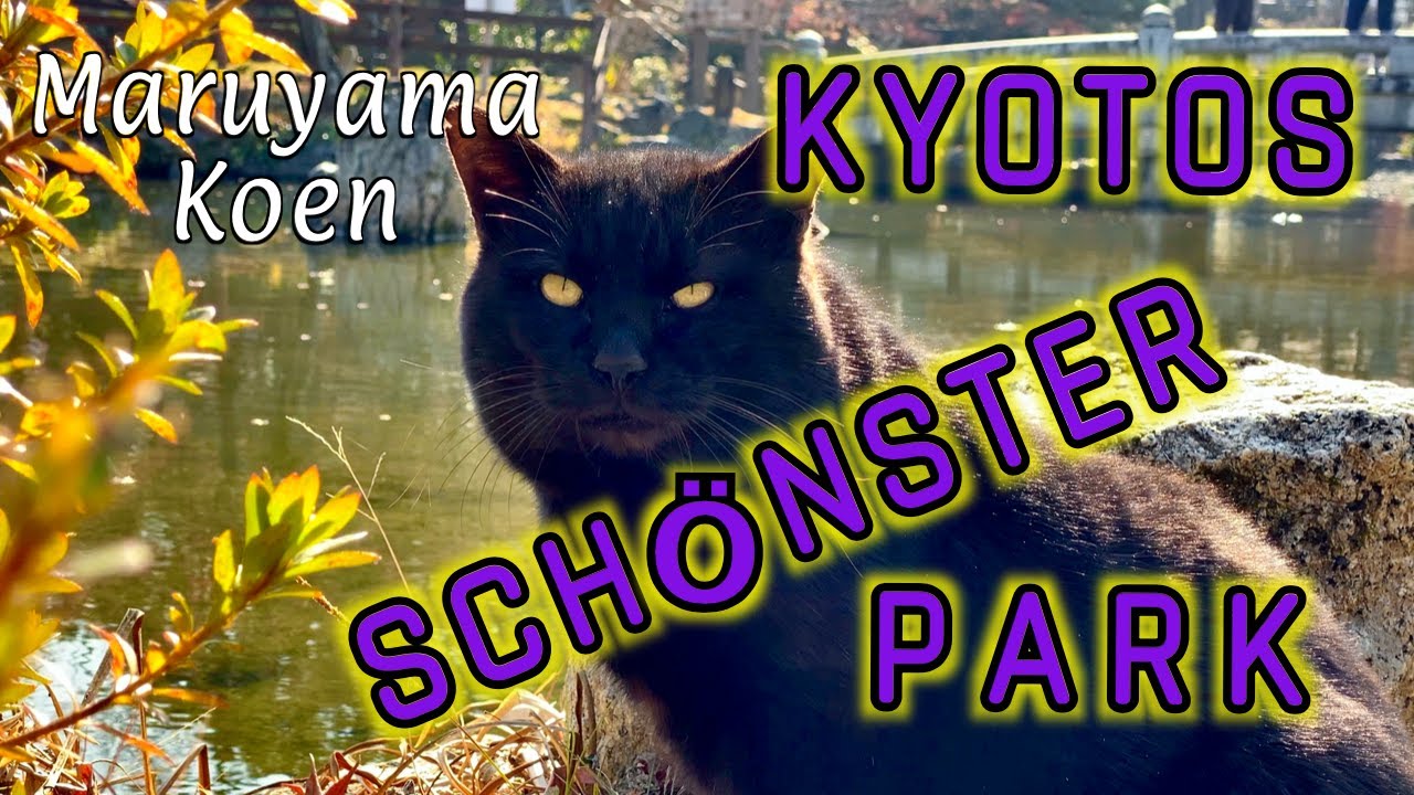 Japan Vlog 2: Kyoto's schönster Park/ Maruyama Park, Kennin-Ji, Yasaka Jinja(Schrein)