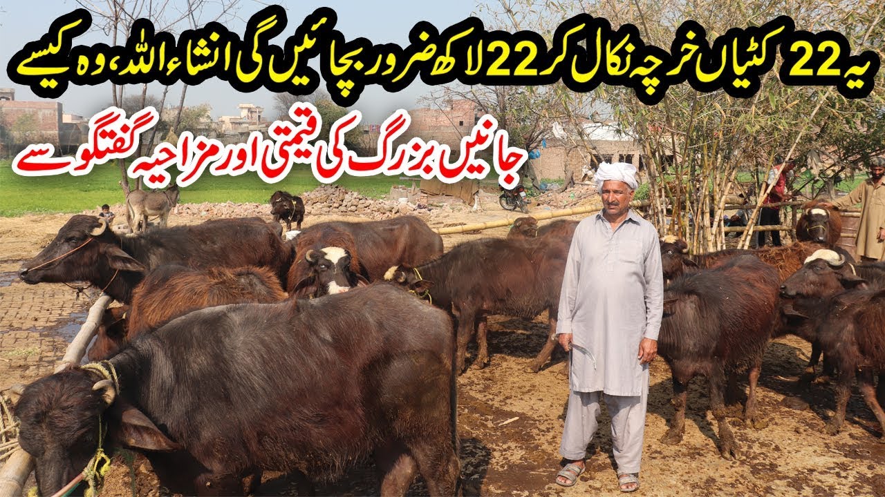 How to Earn 22 Lac From Katti Farming in Pakistan | پاکستان میں کٹیوں کا کاروبار | FABI