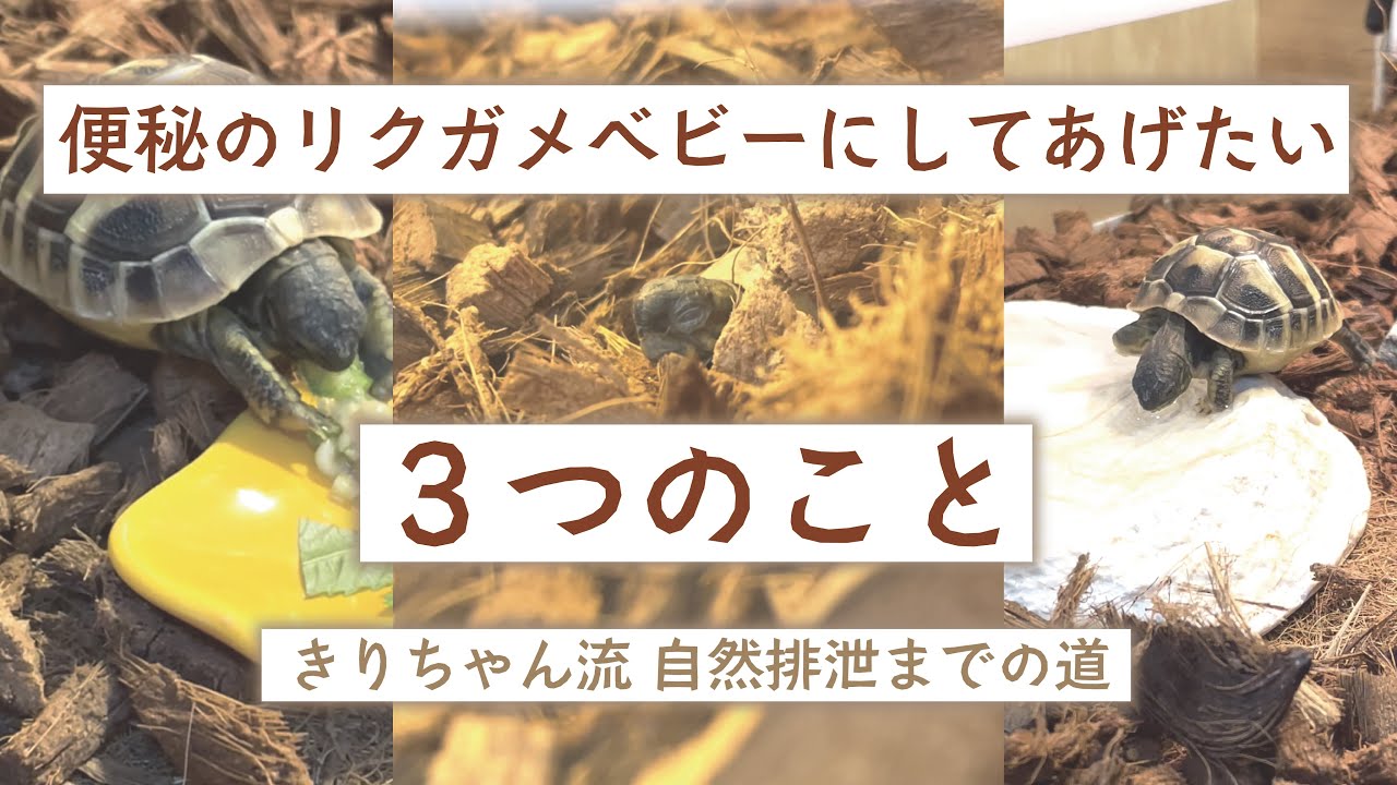 【自然排泄への道】温浴よりも先に見直してあげたいこと３つを熱弁🔥