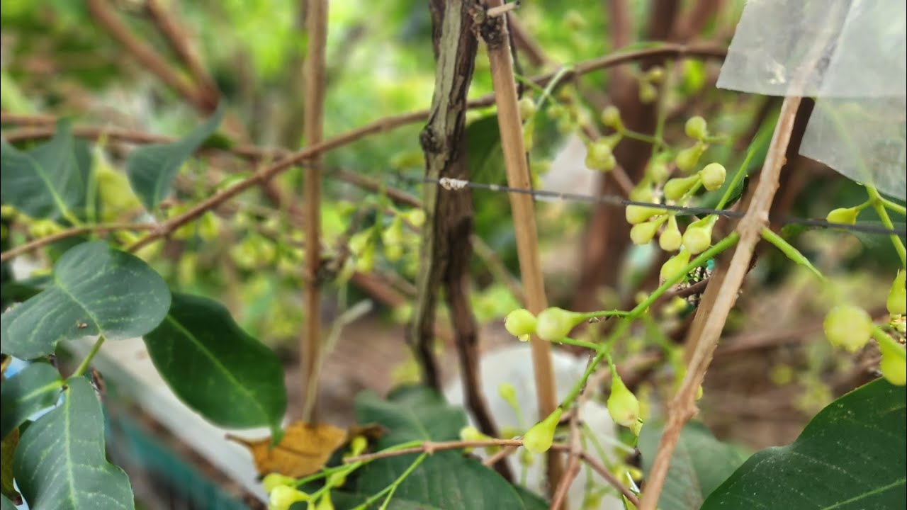 Mẹo mận mst ra nhiều hoa