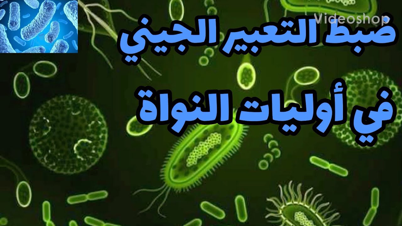 ضبط التعبير الجيني في أوليات النواة  ( اشيريشيا كولاي )