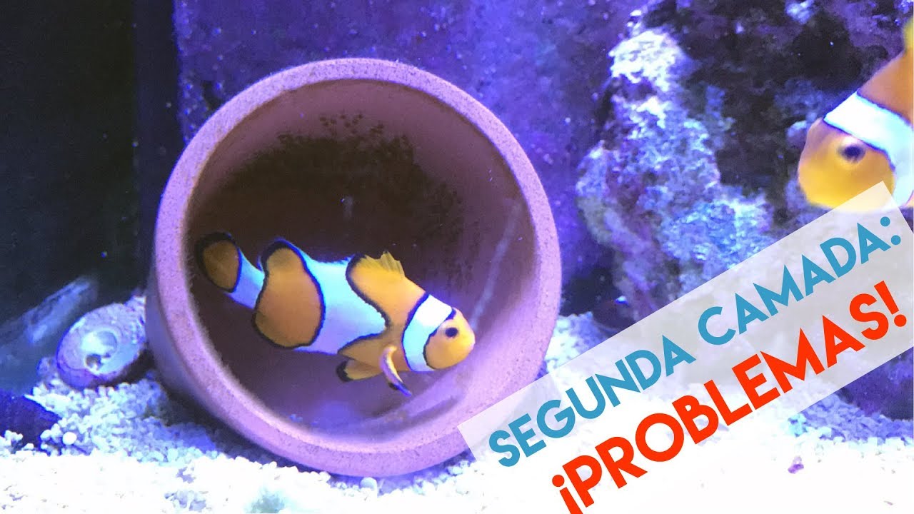 Reproducci&oacute;n de peces payaso - Problemas con la segunda camada | AcuaTV