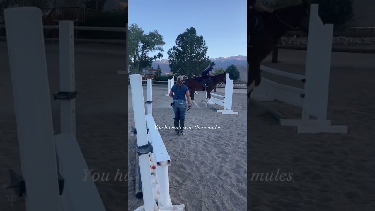 So many people underestimate mules when they’re really talented 😭 #mules #jumping #edit
