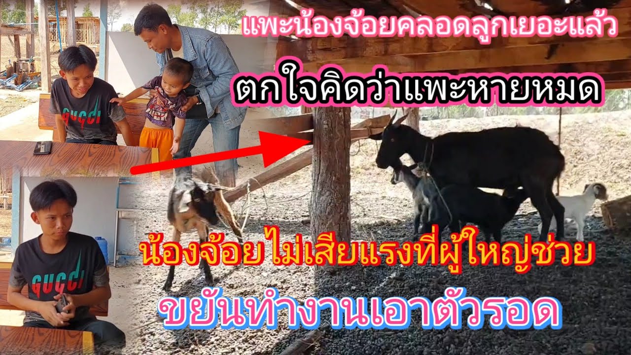 นานๆทีมาครั้ง‼️ #น้องจ้อยได้ข่าวว่าแพะหายเกลี้ยงหมดจริงไหม⁉️24 กุมภาพันธ์ ค.ศ. 2026