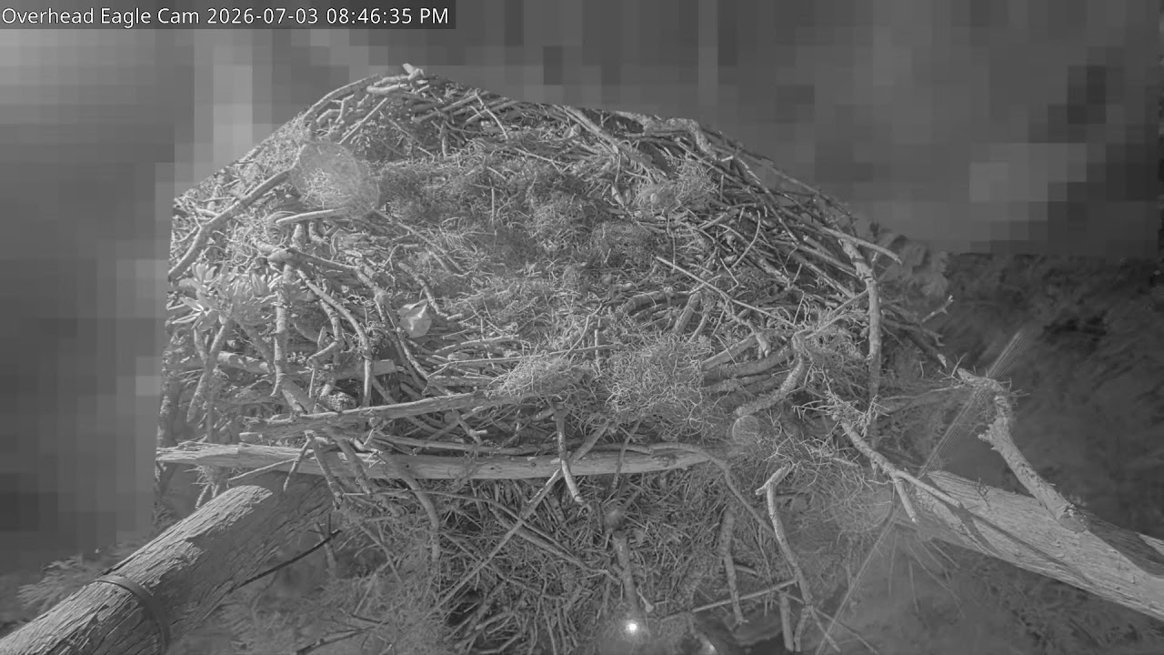 2nd Hatch Happening now! | 1 Eaglet & 1 Egg! | Winter Park Eagle Cam | Overhead Cam