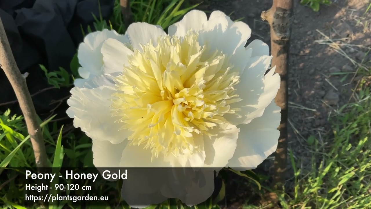 Peony - Honey Gold 4K
