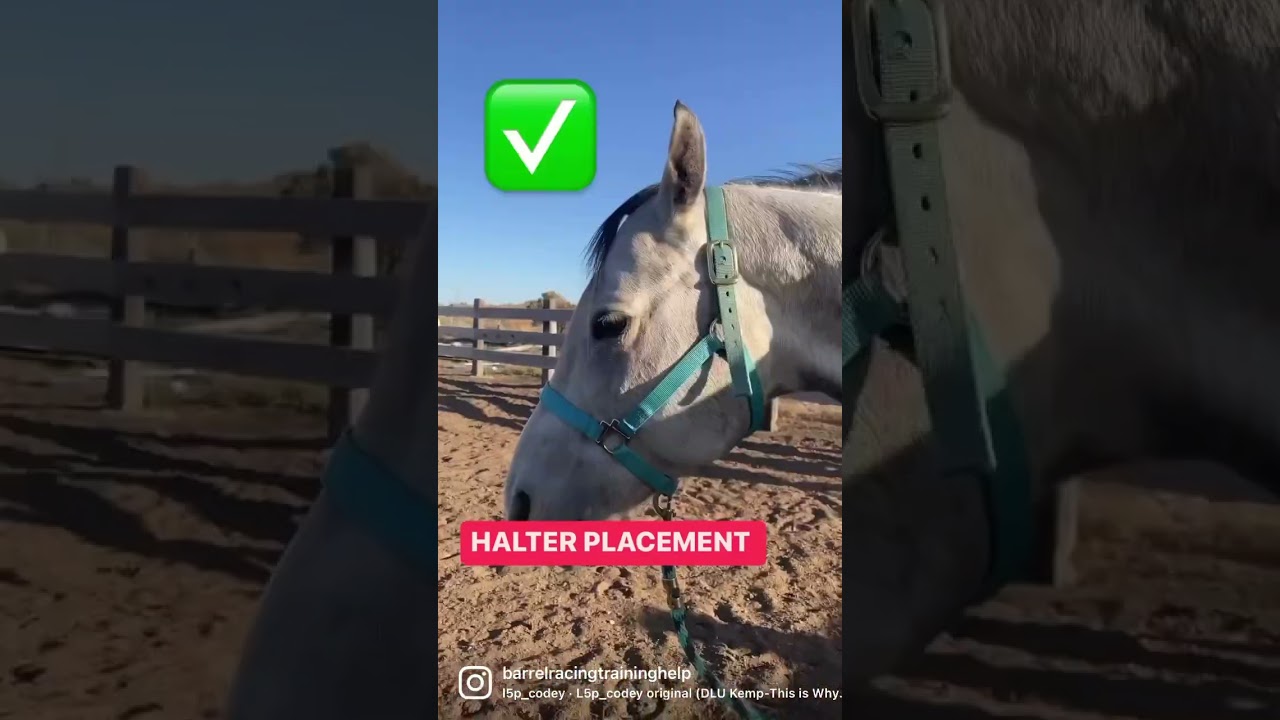 Halter placement on a horse! Be sure to follow for more tips!