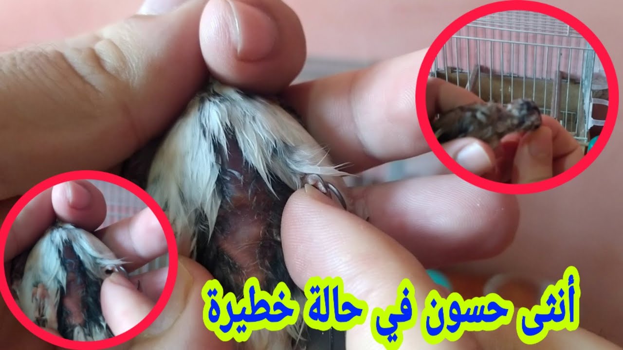 أنثى حسون 🚨 تعاني من ثلاث أمراض خطيرة 😳😳 شاهد طريقة علاجها من هذه الأمراض😍