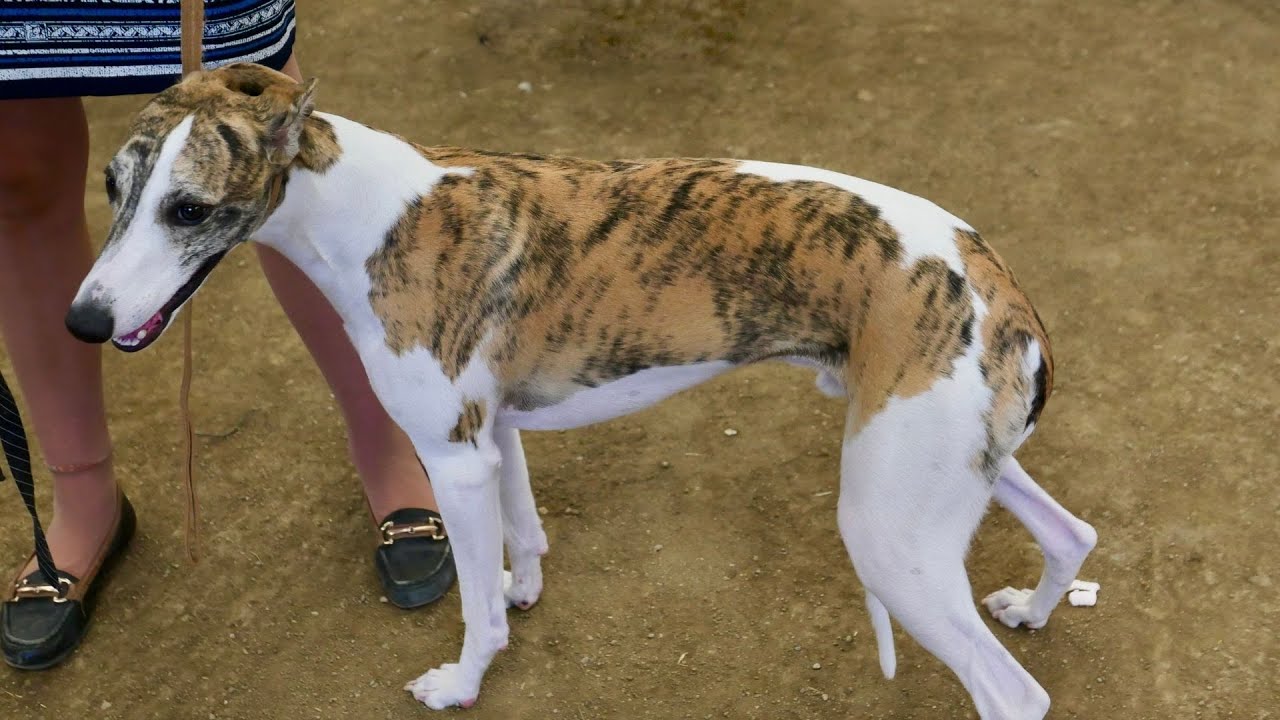 Whippet Health Concerns: What Owners Should Know