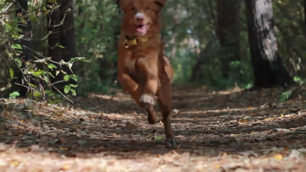 Mix Rada; toller Madison & Co (tricks)