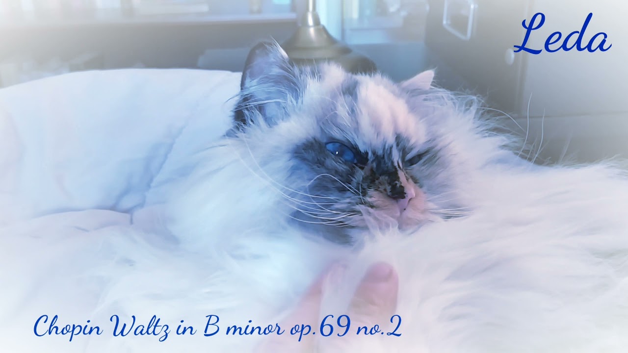 Does your cat like classical music? A Chopin Waltz and some cuddles for a sweet ragdoll cat