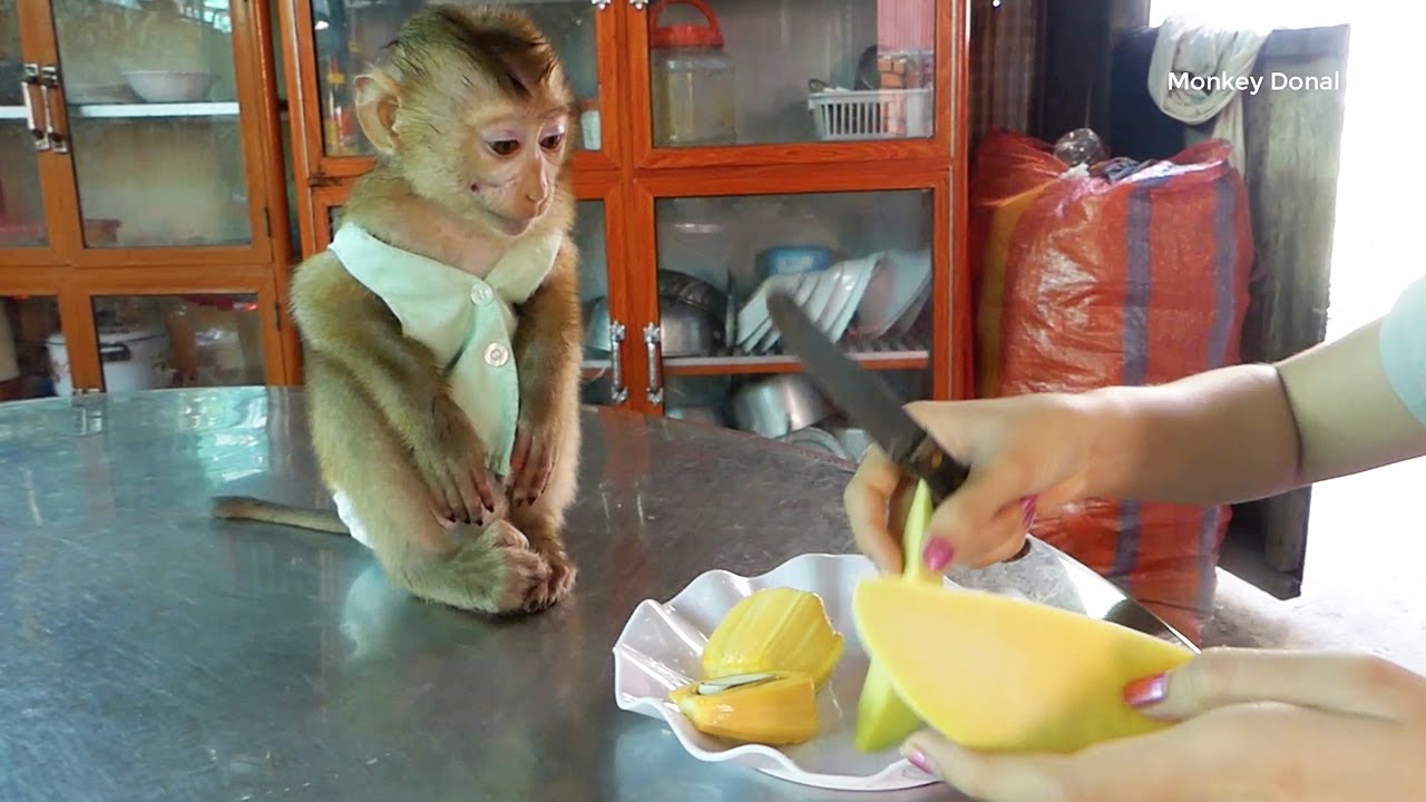 Adorable Monkey Donal Look Mom Prepare Fruits For Him Very Cute