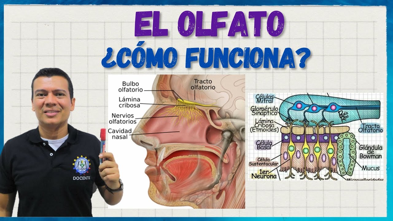 🎖️EL OLFATO y los olores.  ¿Cómo funciona? te lo explico para que no olvides este valioso sentido