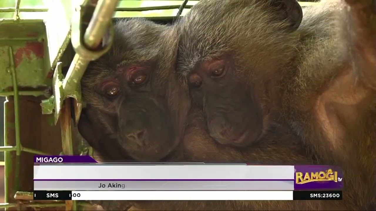 Jodak ma Akingliomako bimbe kendo tero ne KWS