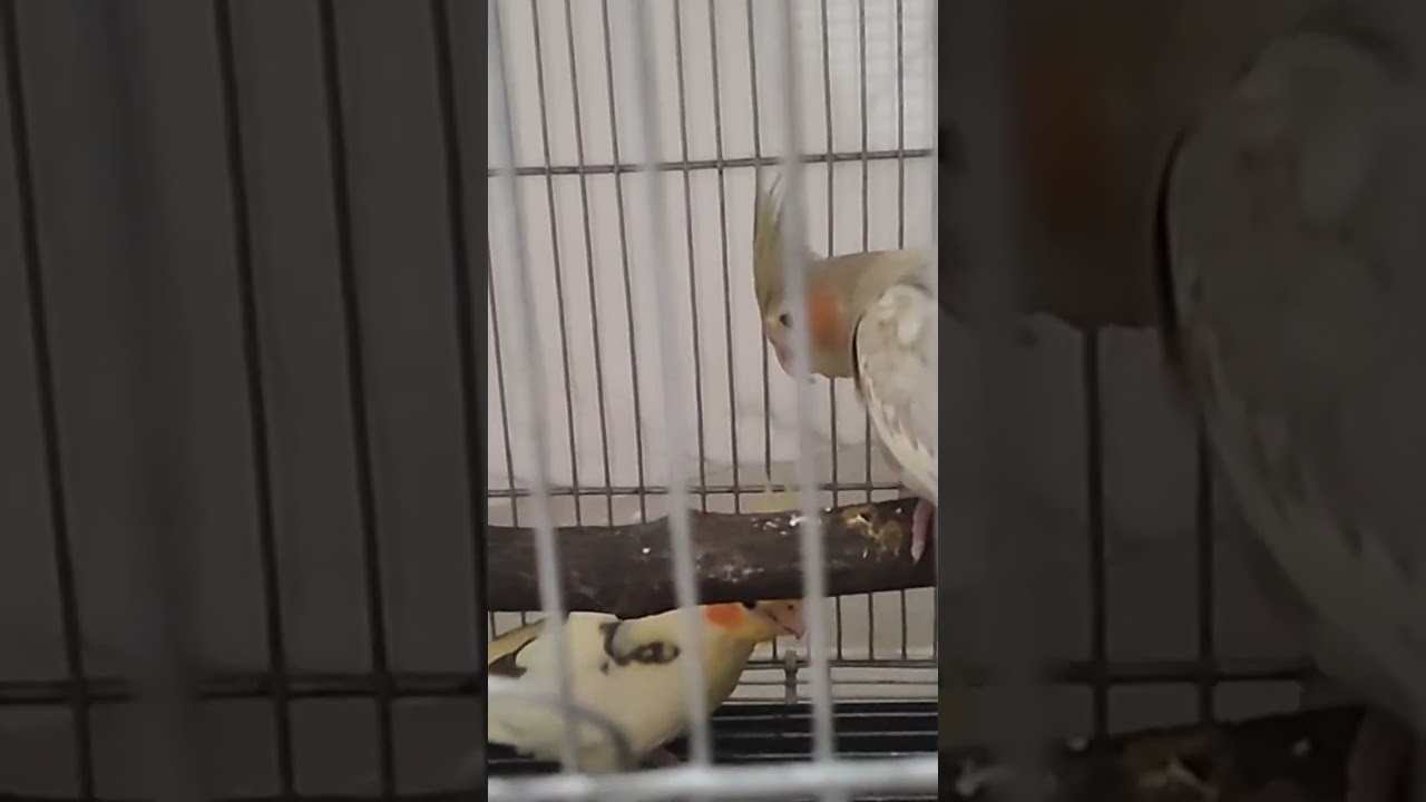 New bird added to our flock #highlights #flockpower #cockatiel #birds #music