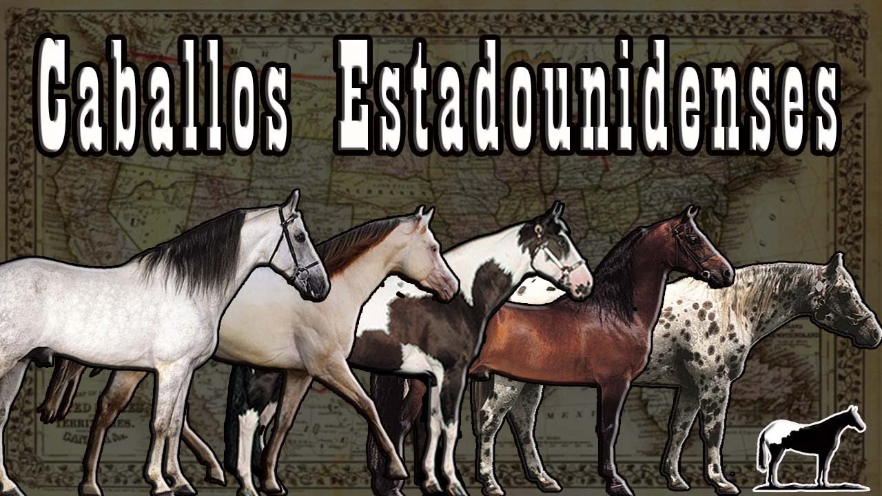TODAS Las Razas De Caballos De Los Estados Unidos 🐴-Del Cerro Soy