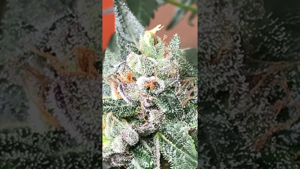 OUTLAW ORGANICS: BOMB SEEDS #1