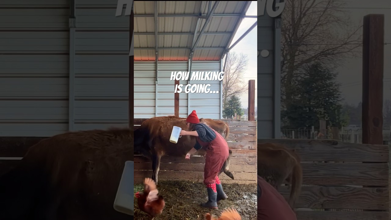 ITS BEEN ROUGH🤣but worth it #WeWillBuildAStanchion #DairyCow #JerseyCow #Feisty ￼#herWeightIsNormal