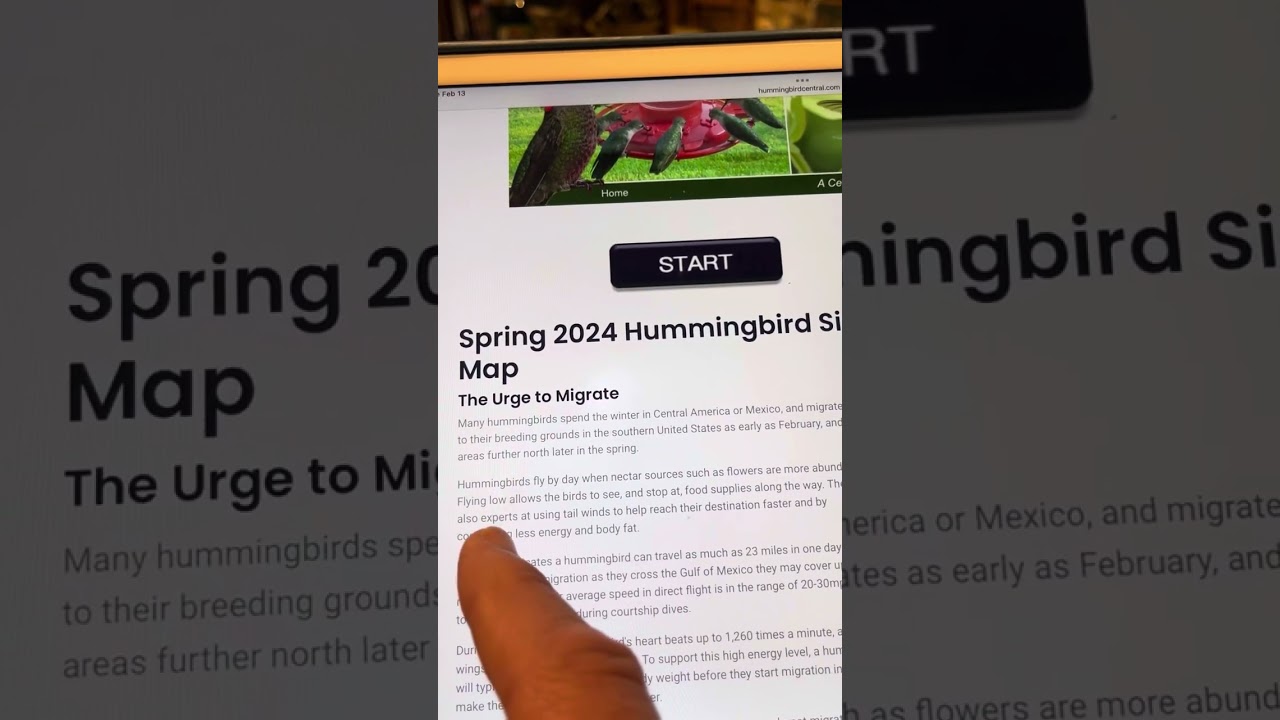 Almost Hummingbird migration time!